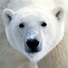LittleBear